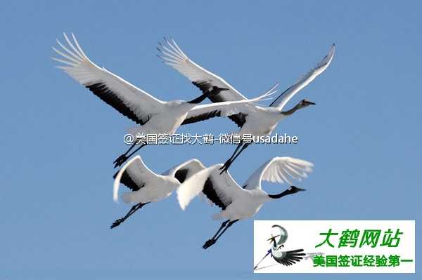 美国签证